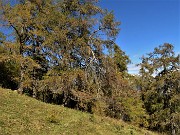 41 Sul sent. 117 dal Forcolino al Monte Colle larici in look autunnale